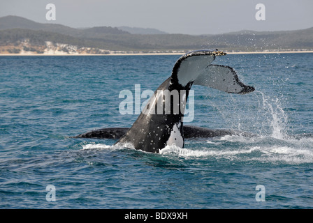 Especies concretas, slap slap de cola de la aleta de cola, de una Ballena Jorobada (Megaptera novaeangliae) en frente de la Isla Fraser, Herve