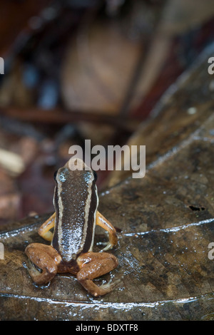 Rainforest rocket frog, flotator Silverstoneia, en hojarasca. Fotografiado en Costa Rica. Foto de stock
