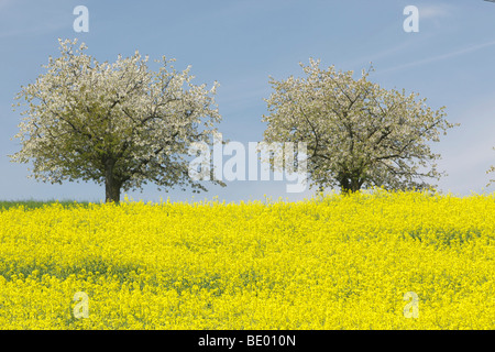 La floración de los cerezos en Baselbiet, Basel-Country, Suiza, Europa Foto de stock