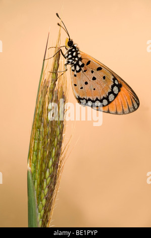 Tawny Coster Mariposa Acraea terpsicore Parque Nacional Bandhavgarh naranja en tallo de hierba Foto de stock