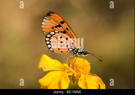 Tawny Coster Mariposa Acraea terpsicore Parque Nacional Bandhavgarh naranja en flor amarilla Foto de stock