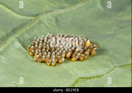 Grandes o repollo blanco huevos de mariposa a punto de salir del cascarón orugas dentro de Pieris brassicae