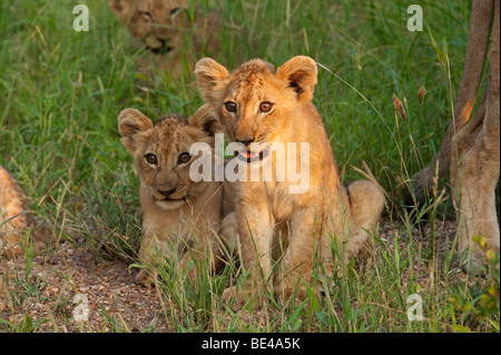 Cachorros de León (Panthero leo), el Parque Nacional Kruger, Sudáfrica