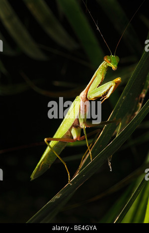 Mantis (Mantodea), Samboja, Kalimantan Oriental, Borneo, Indonesia Foto de stock