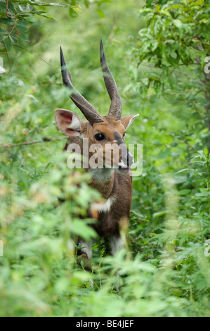 El bushbuck (Tragelaphus scriptus), el Parque Nacional Kruger, Sudáfrica