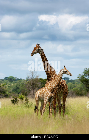 Sur de jirafa con jóvenes (Giraffa camelopardalis giraffa), el Parque Nacional Kruger, Sudáfrica