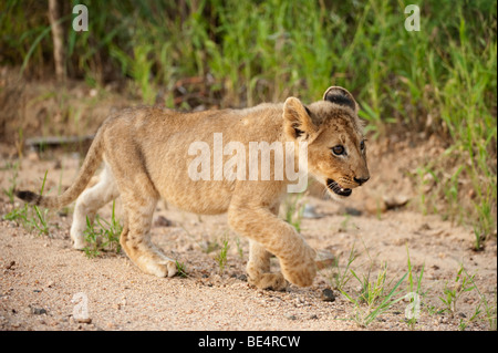 Cachorro de león (Panthero leo), el Parque Nacional Kruger, Sudáfrica