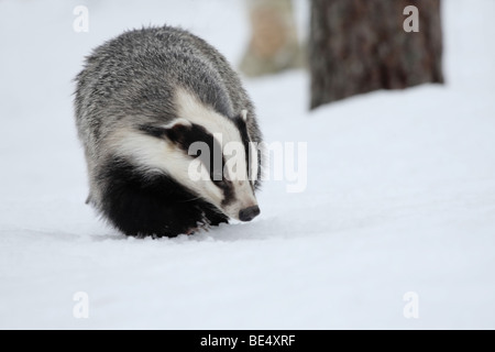 Un tejón la caza con fines alimentarios en la nieve. Foto de stock