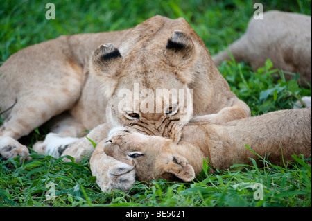 León Panthero jugando con cub (LEO), el Parque Nacional Kruger, Sudáfrica