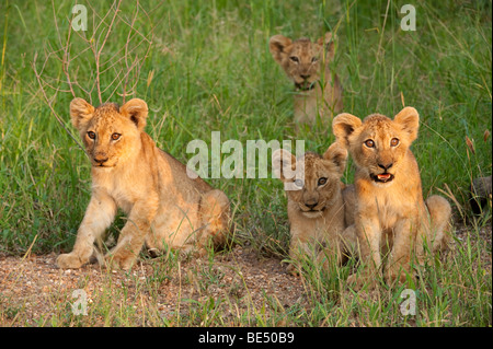 Cachorros de León (Panthero leo), el Parque Nacional Kruger, Sudáfrica