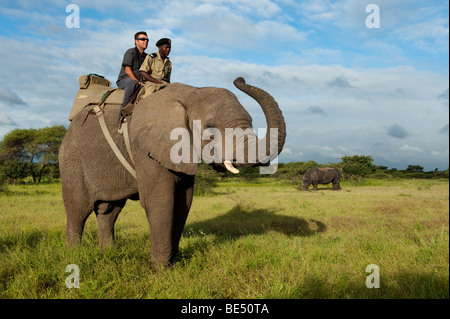 Volver safari con elefantes, rinocerontes Kapama Game Reserve, el mayor parque nacional de Kruger, Sudáfrica Foto de stock