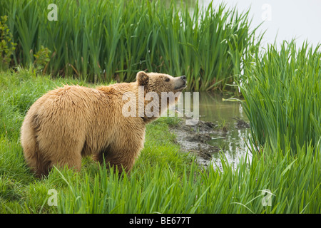 Unión oso pardo (Ursus arctos) de pie en el borde de las aguas mientras olfatear el aire. Foto de stock