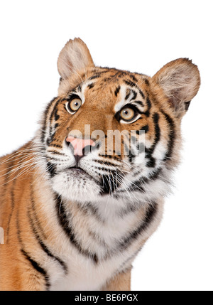 Close-up retrato de tigre de Bengala, Panthera tigris tigris, 1 año de edad, delante de un fondo blanco, Foto de estudio