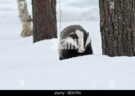 Un tejón la caza con fines alimentarios en la nieve. Foto de stock