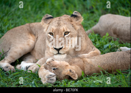 León Panthero jugando con cub (LEO), el Parque Nacional Kruger, Sudáfrica