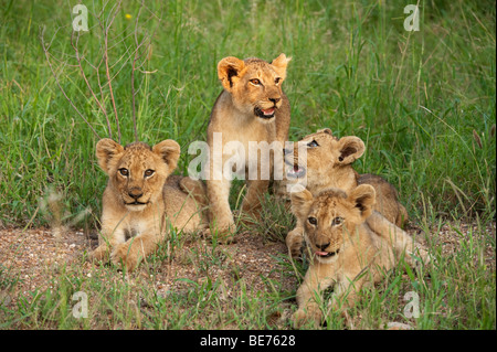 Cachorros de León (Panthero leo), el Parque Nacional Kruger, Sudáfrica
