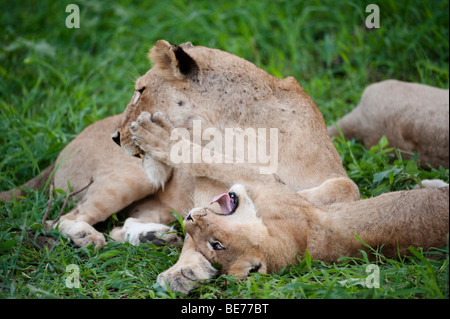 León Panthero jugando con cub (LEO), el Parque Nacional Kruger, Sudáfrica