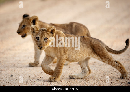 Cachorro de león (Panthero leo), el Parque Nacional Kruger, Sudáfrica