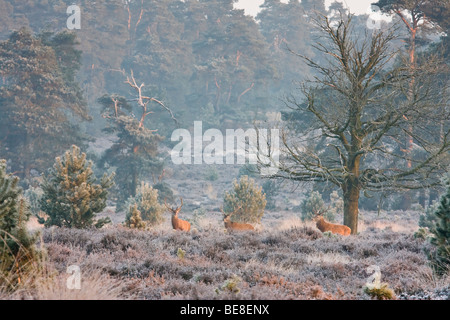 En invierno landschap Edelherten op de Veluwe, el ciervo rojo en el paisaje invernal en el Veluwe