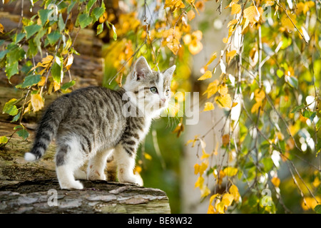 Gato doméstico, gatito en un registro Foto de stock