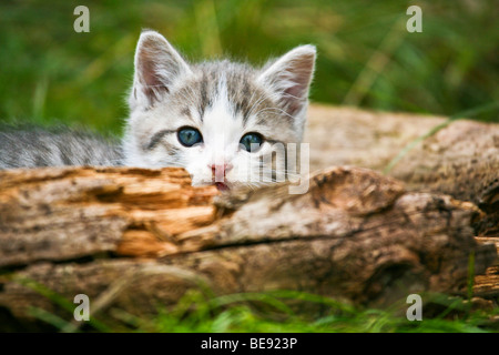 Gatito gato doméstico, sentado detrás de una sucursal Foto de stock