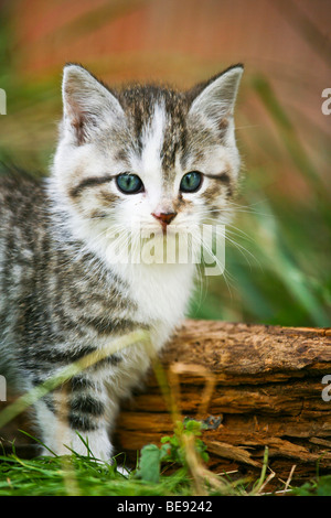 Gato doméstico, gatito, Retrato Foto de stock