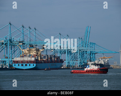 Gran terminal de contenedores con los buques en el puerto de Rotterdam, Zuid Holland, Países Bajos Foto de stock