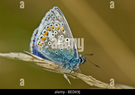 Close-up de un hombre común mariposa azul alimentando el néctar de una flor