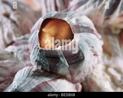 Balanidae (Balanidae), la fotografía macro