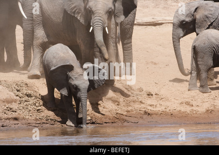 Funny lindo bebé orejas de elefante africano, el tronco en agua, deslizándose por la suciedad riverbank para tomar una copa, supervisado por la madre elefante Masai Mara, Kenya Foto de stock