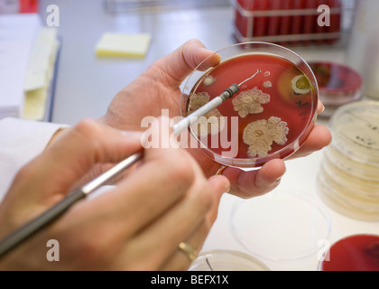 Mitarbeiterinnen des Institut fur Bienenkunde en Celle testen Honig auf einer Petrischale. Foto de stock
