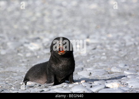 Lobo fino antártico pup, Isla Georgia del Sur