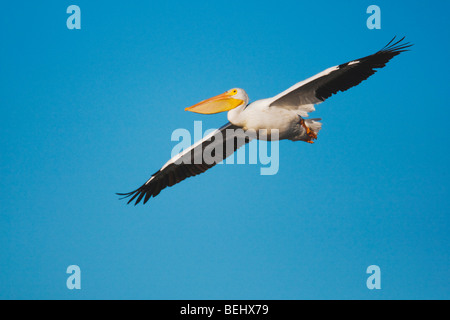 Pelícano Blanco Americano (Pelecanus erythrorhynchos), adulto en vuelo, Sinton, Coastal Bend, Corpus Christi, Texas, EE.UU. Foto de stock