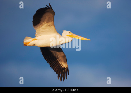 Pelícano Blanco Americano (Pelecanus erythrorhynchos), adulto en vuelo, Sinton, Coastal Bend, Corpus Christi, Texas, EE.UU. Foto de stock