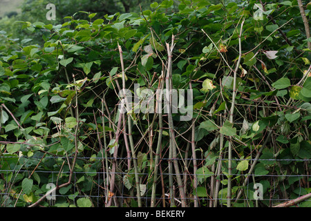 Knotweed japonés (Polygonium cuspidatum) las plantas que crecen en el seto de cerca Foto de stock