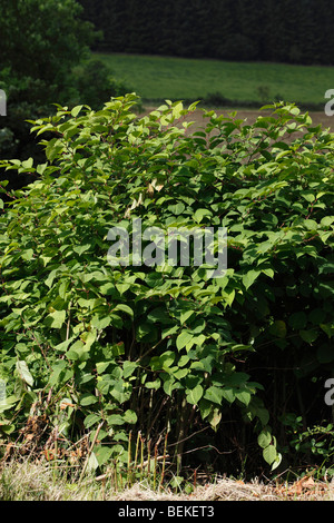 Knotweed japonés (Polygonum cuspidatum) las plantas que crecen en el seto Foto de stock
