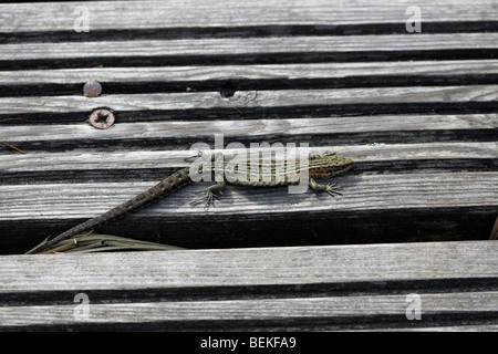 El lagarto común (Lacerta vivipara) regodearse en boardwalk Foto de stock