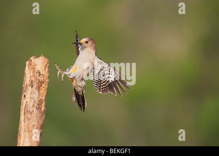 De fachada dorada Woodpecker (Melanerpes aurifrons), hembra de aterrizaje, Sinton, Coastal Bend, Corpus Christi, Texas, EE.UU.