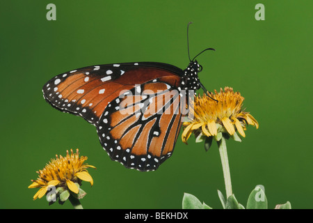 Reina Butterfly (Danaus gilippus) adulto alimentándose en flor, Sinton, Coastel doblar, Texas, EE.UU. Foto de stock