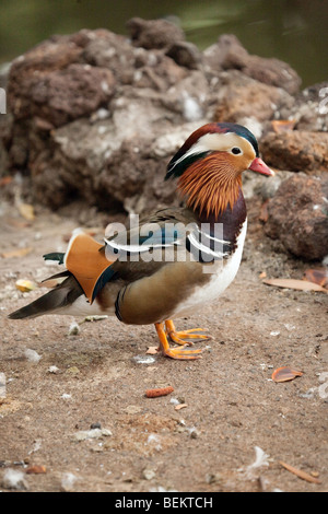 Macho de Pato mandarín (Aix galericulata)