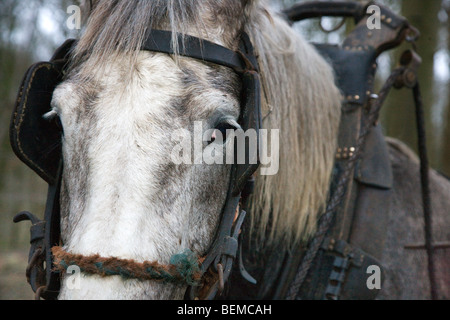 Cierre del proyecto de caballo (Equus caballus) con el arnés, Bélgica