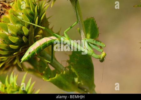 mantis religiosa