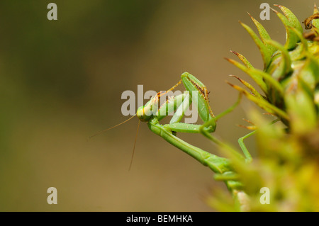 mantis religiosa
