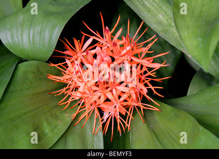 Lirio de sangre, Scadoxus cinnabarinus, Amaryllidaceae, tropical de África Occidental