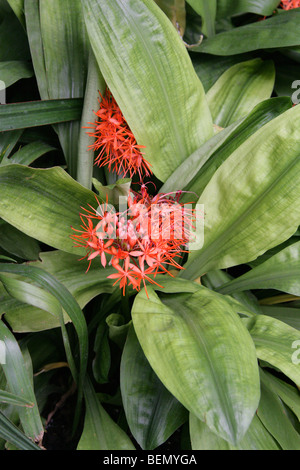 Lirio de sangre, Scadoxus cinnabarinus, Amaryllidaceae, tropical de África Occidental
