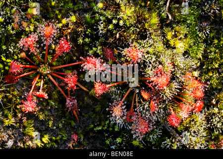 Sundew común / round-hojas sundew (Drosera rotundifolia) creciendo en bog
