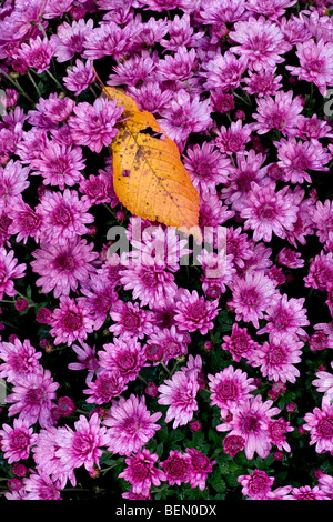 Hoja de otoño entre flores de crisantemo (Chrysanthemum sp.) en el cementerio Foto de stock