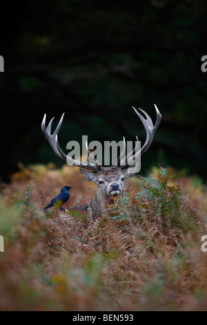 Ciervo rojo Cervus elaphus ciervo en bracken jackdaw