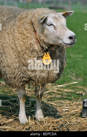 Blancas ovejas (Ovis aries) de cerca en el campo