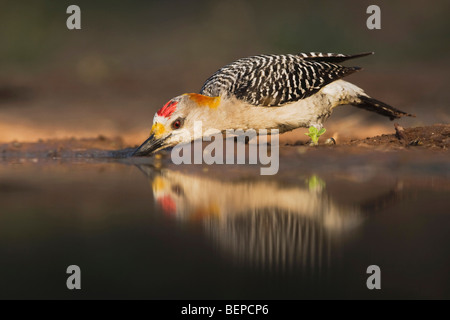 De fachada dorada Woodpecker (Melanerpes aurifrons), macho beber, Valle de Río Grande, Texas, EE.UU.